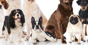 Raças de cães que nunca vão te abandonar: conheça as mais fiéis