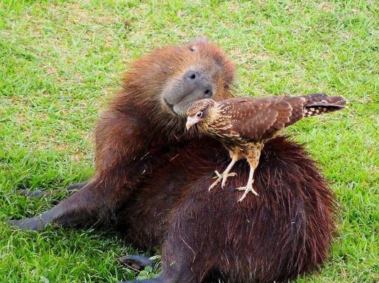 Por que os animais gostam tanto das capivaras?
