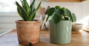 Vaso de barro e vaso de plástico secam em ritmos diferentes, e isso muda a frequência de rega
