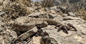 Esta cobra fica praticamente invisível e deixa apenas uma falsa aranha se mexendo diante de suas presas