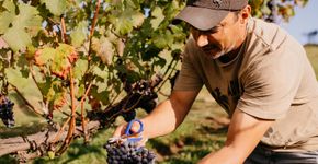 Como a altitude transformou a Serra Catarinense em destino de vinho