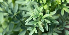 8 benefícios da arruda para a saúde e como usá-la