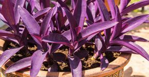 Planta com lindas folhas roxas, fácil de cuidar e perfeitamente resistente à seca