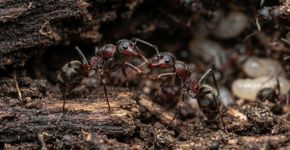 Estas formigas decidem se devem limpar uma ferida ou amputar a perna inteira da companheira para salvá la