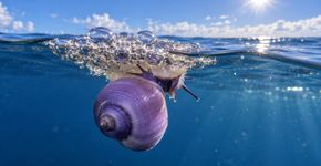 Caracóis violetas constroem jangadas de bolhas para viver na superfície do oceano e ficam pendurados de cabeça para baixo enquanto procuram alimento sem tocar o fundo em nenhuma fase adulta