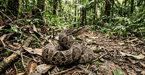O método usado por biólogos para identificar se uma serpente é perigosa apenas observando o comportamento à distância
