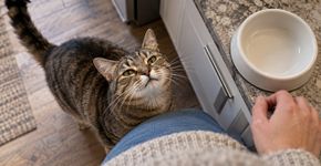 Gatos castrados precisam de cuidados específicos? Entenda como a alimentação pode ajudar a manter o peso saudável