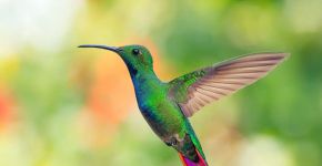 Sabia que o beija-flor consegue ficar parado no ar? Veja outras curiosidades sobre a ave