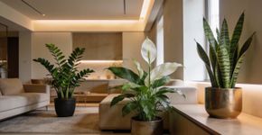 Essa planta que não precisa de sol e deixa a sala linda