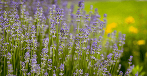 Espiritualidade e natureza: 4 plantas ligadas à intuição, à proteção e à prosperidade