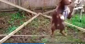 Vídeo mostra que este cachorro é mais habilidoso do que você