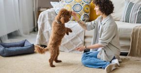 Como se tornar pet sitter? 10 dicas para começar a trabalhar cuidando de animais 