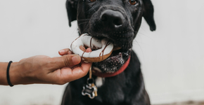 Cinco alimentos que você JAMAIS deve dar ao cão