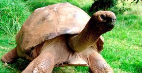 Tartaruga mais velha do mundo é homossexual, dizem veterinários