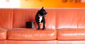 Dispositivo permite que dono brinque com pet à distância