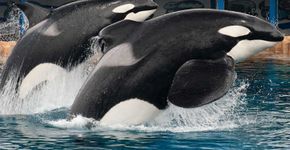 Morre a orca Tilikum aos 35 anos, anuncia SeaWorld