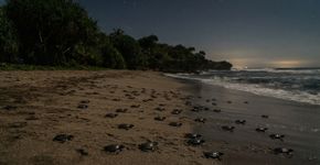 Explorando Meru Betiri: quando o pândano-do-mar e os filhotes de tartaruga enfrentam o próprio destino