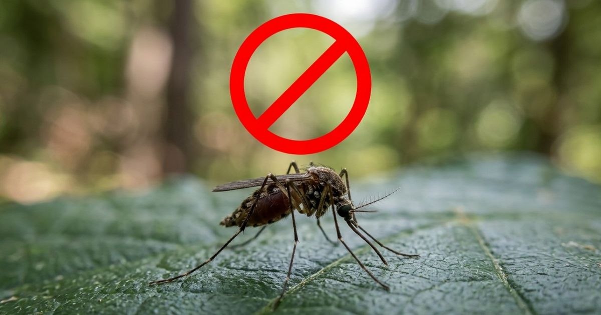 A planta que serve de barreira natural: Impede a entrada de muitos pernilongos e perfuma toda a varanda