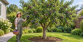 Os jardineiros concordam: “Esta é a melhor árvore frutal para ter em casa, porque não mexe na terra.”