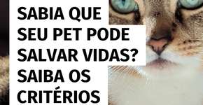 Sabia que seu pet pode ser um doador de sangue?