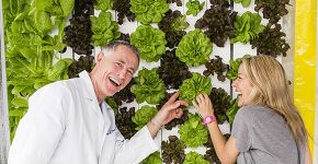 Casal americano cria protótipo simples para plantar horta hidropônica