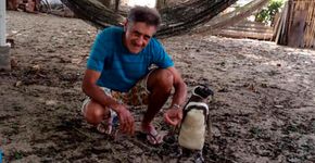 Pinguim viaja 3 mil km todos os anos para reencontrar homem que o salvou