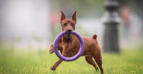 7 nomes criativos para cachorros da raça pinscher
