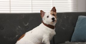 9 dicas para reduzir os pelos dos animais pela casa 