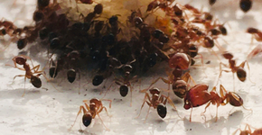 Métodos simples e naturais para acabar com invasão de formigas na sua casa