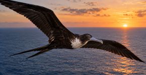 Este pássaro consegue dormir enquanto está voando e pode passar vários dias sobre o oceano sem pousar