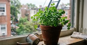 Como cuidar do coentro: a partir de algumas sementes, forma-se um tapete verde e aromático