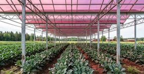 A Suécia pinta de rosa seus painéis solares e resolve por surpresa um grande problema da agricultura