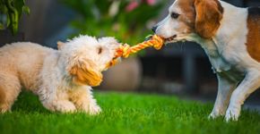 Pets estressados nas férias: 5 dicas para reduzir o impacto de mudanças