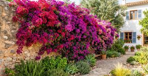 A trepadeira que cresce em qualquer solo e transforma muros e grades em cascatas de flores o ano todo