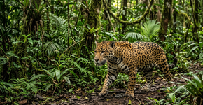 A Bolívia está prestes a soltar uma onça selvagem pela primeira vez, e essa iniciativa pode mudar para sempre a conservação dos grandes felinos na América do Sul
