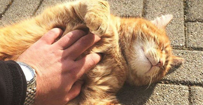 Gatinho adota Campus e ajuda estudantes a relaxarem