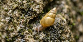 Voluntários e cientistas descobrem 2 novas espécies de caracol em Montenegro com uma “porta” na cauda; uma vive em cânion ameaçado por barragem de 171 metros