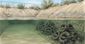 Em 1994, pesquisadores da Califórnia e do Arizona transformaram pneus descartados em recifes subaquáticos e encontraram 20 vezes mais peixes em canais de concreto