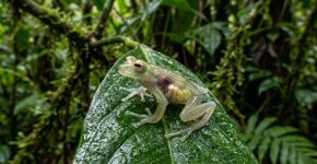 Zoólogos celebram: descobrem um novo sapo de vidro originado há 4,5 milhões de anos no Plioceno