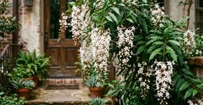A planta que perfuma toda a entrada da casa e cresce perfeitamente em meia-sombra