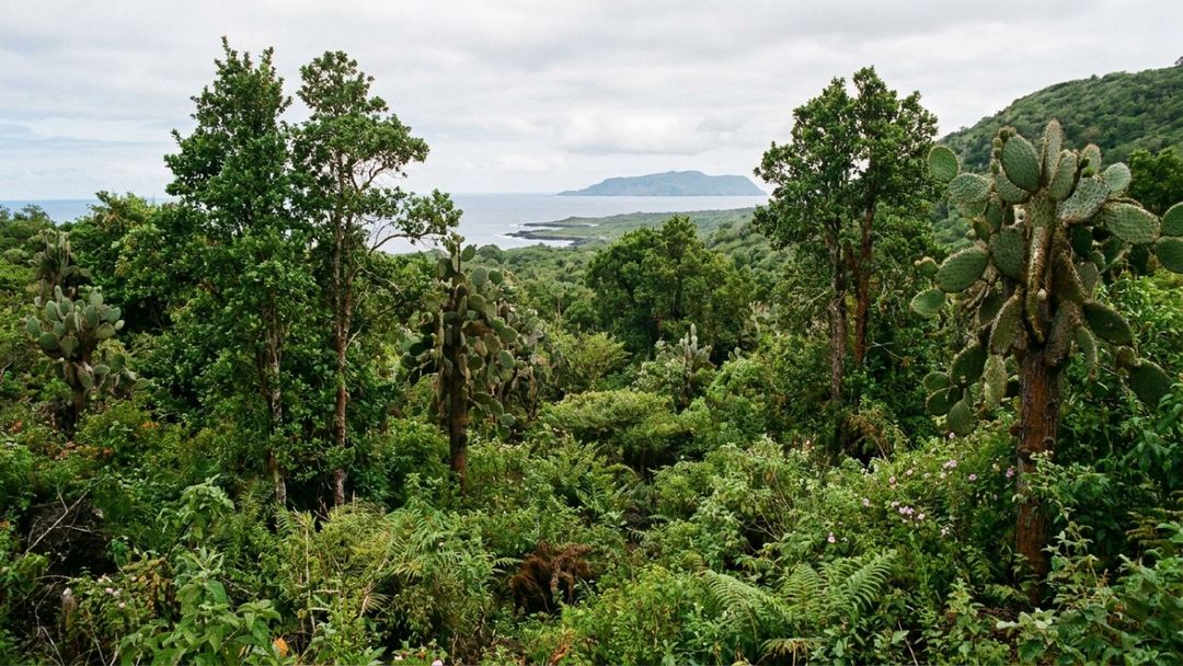 A regeneração espontânea da flora nativa garantiu o retorno de diversas aves e o equilíbrio ambiental.