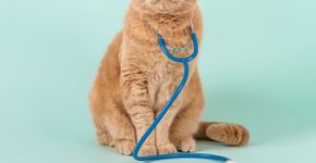 Grey’s Anatomy: 10 nomes para gatos inspirados na série 