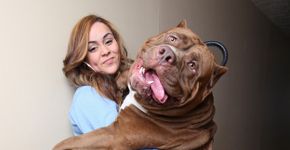 Pitbull gigante desmitifica preconceitos sobre a raça