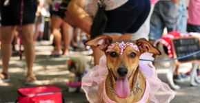 Carnaval com pets: 3 cuidados para garantir a saúde dos animais na festa
