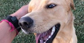 Detentos cuidam de cães abandonados em projeto de ressocialização