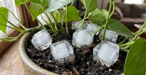 Colocar gelo no vaso de uma planta parece prático, mas a temperatura e a distribuição da água podem prejudicar as raízes