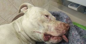 Pitbull tem patas traseiras decepadas por vingança em MG