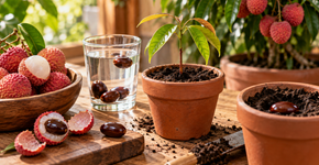 Como cultivar uma lichia a partir de um caroço, segundo especialistas em jardinagem