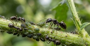 Essas formigas “ordenham” pequenos insetos para receber gotas açucaradas e ainda protegem seu rebanho contra predadores
