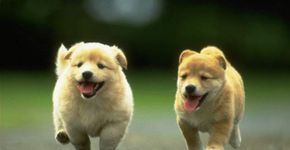 Conheça os nomes de cachorro mais comuns no Brasil